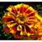 French Bolero Marigold